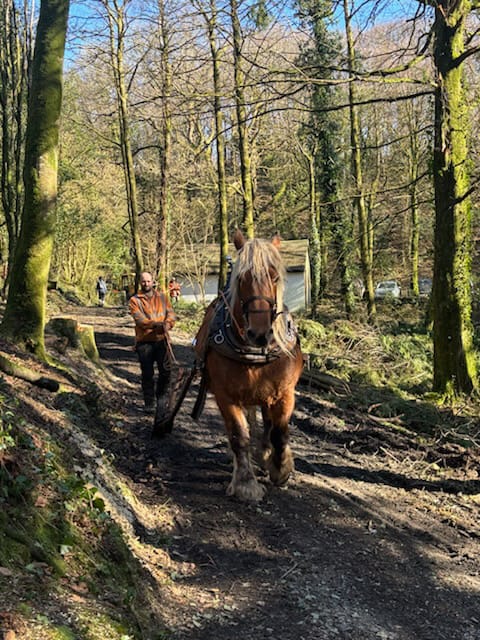 Horses Ball Hill 03-03-2025